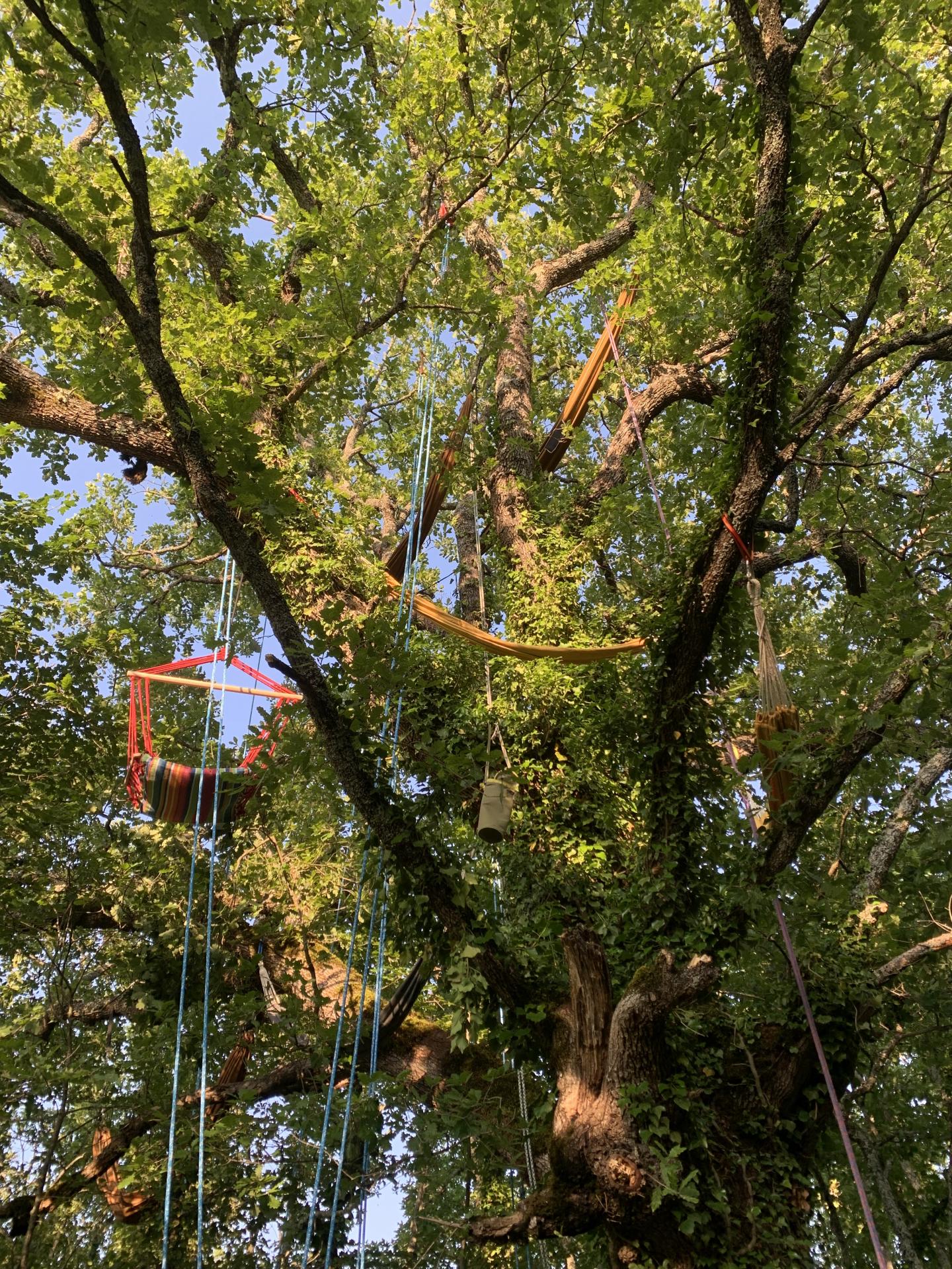 Grimpe d’arbre saint vallier de thiey (06460)