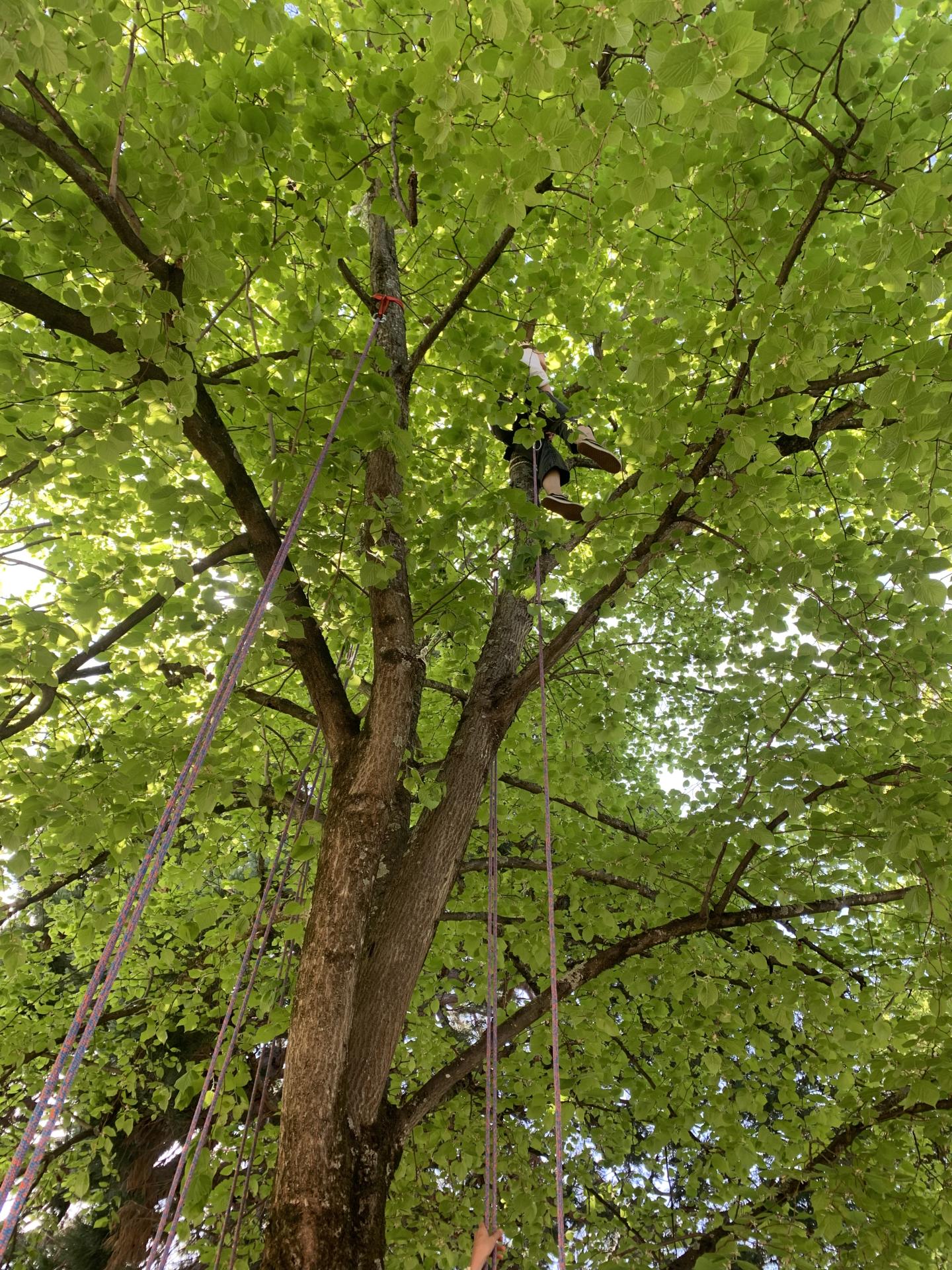 Grimpe d’arbre Jarcieu